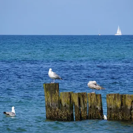 Fh Wildrose 1 Und 2 Prázdninový dům Ostseebad Kühlungsborn